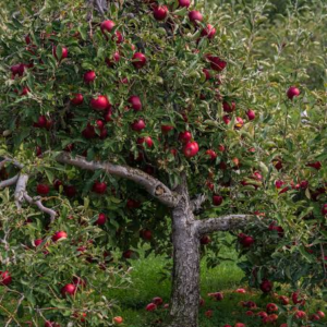 apple tree